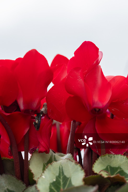 红色的花图片素材