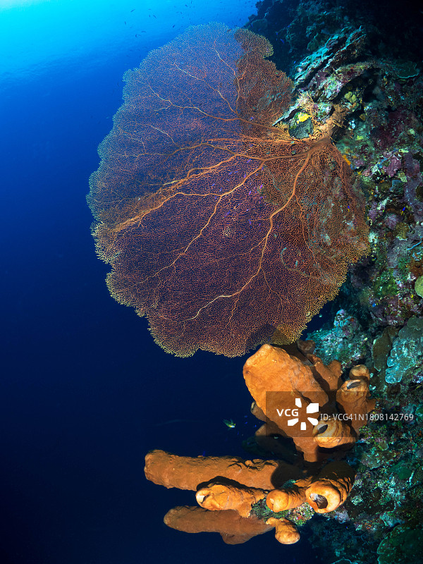 海扇和海绵图片素材