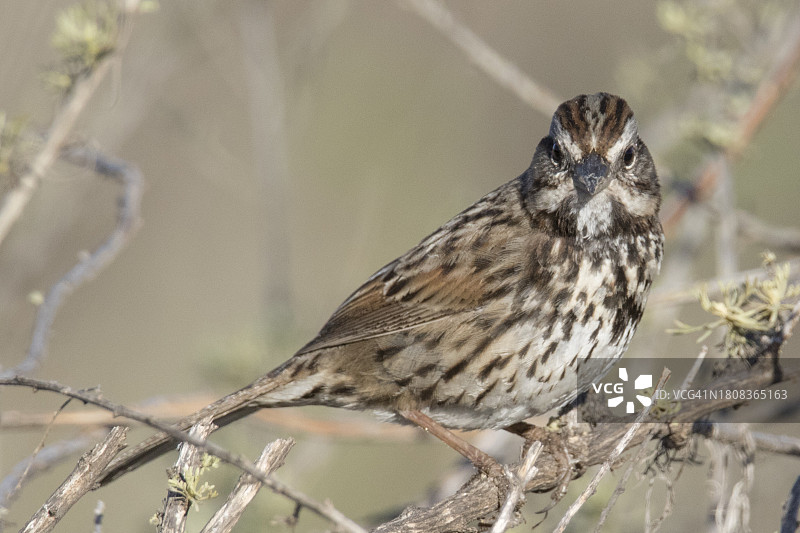 栖息的萨凡纳麻雀图片素材