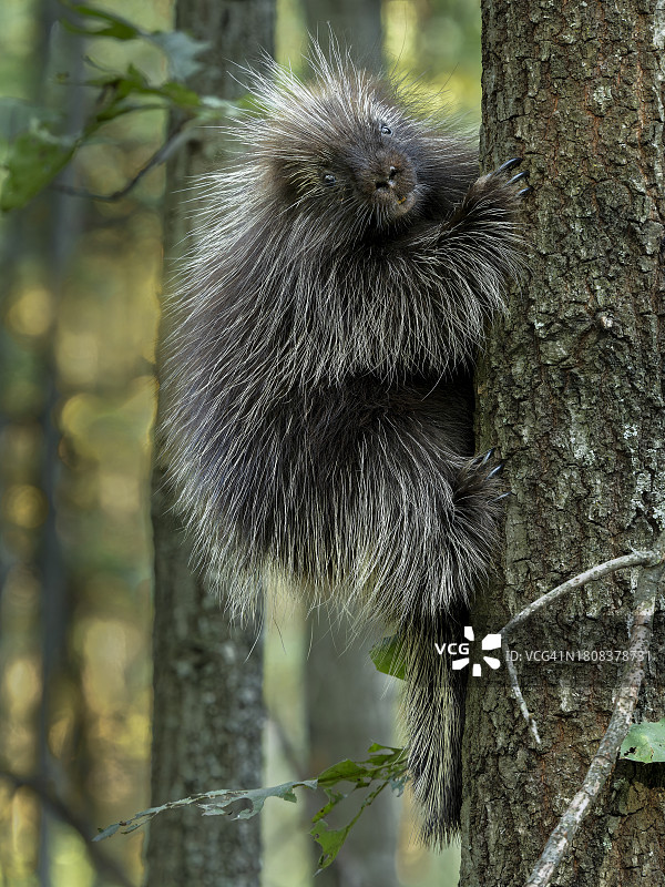 攀爬树木的北美豪猪图片素材