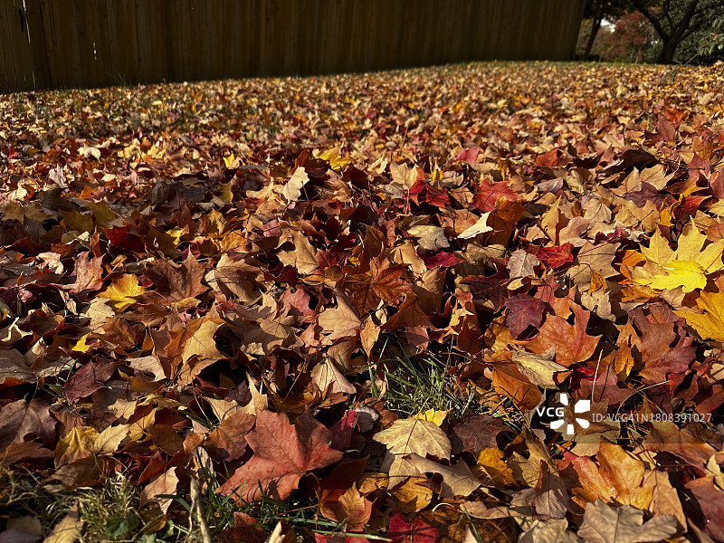 秋天的叶子图片素材