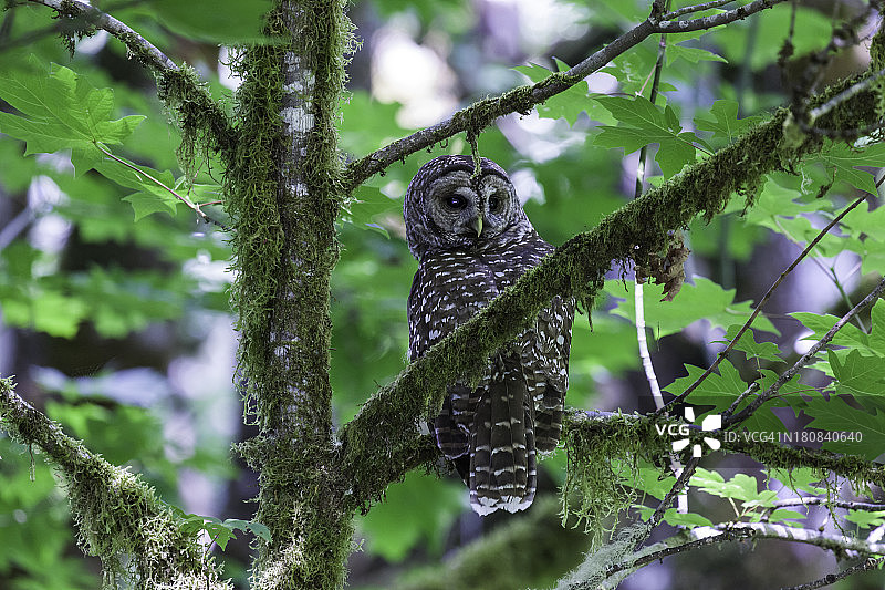 斑点林鸮图片素材