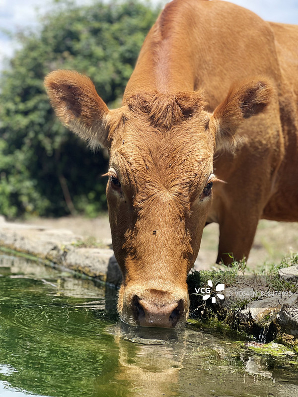 饮水的牛（修订版）图片素材