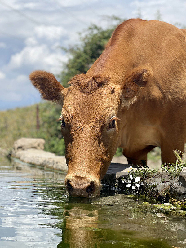 饮水的牛（修订版）图片素材
