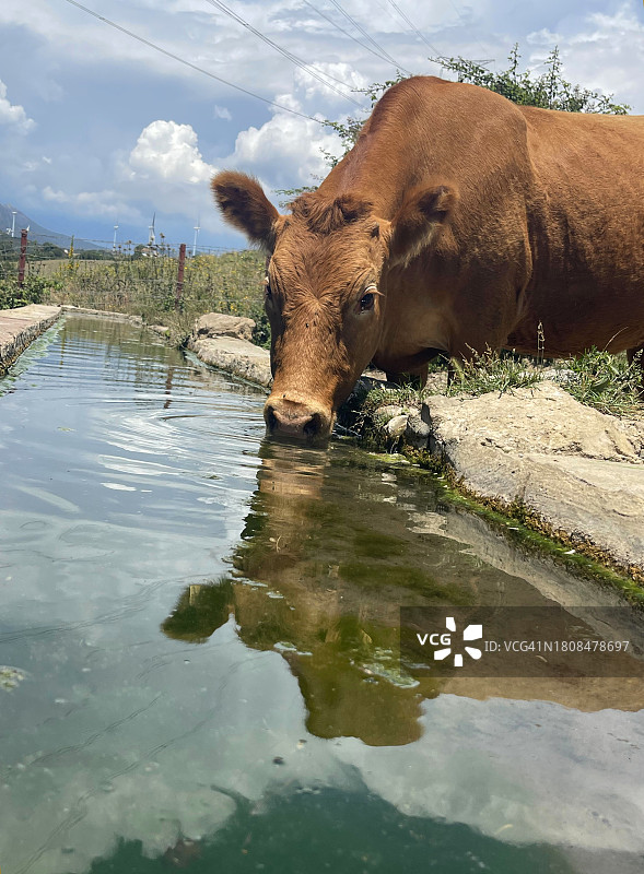 饮水的牛（修订版）图片素材