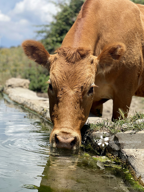 饮水的牛（修订版）图片素材