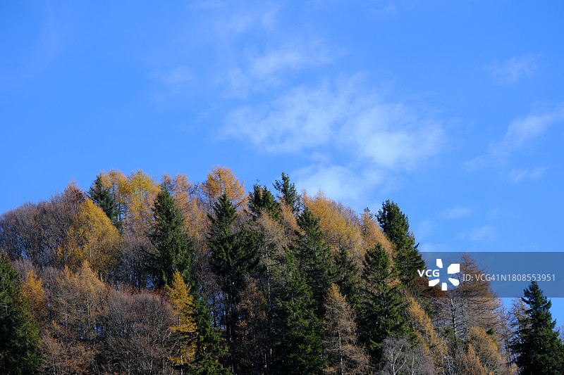晴朗天气下，山区森林仰望蓝天。秋叶图片素材