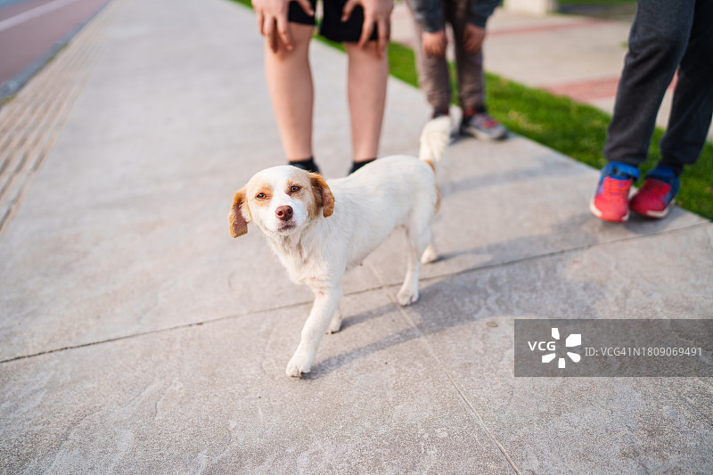 看着镜头的小狗图片素材