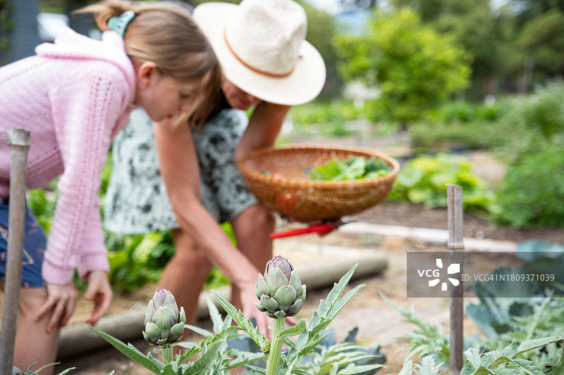 种满蔬菜的菜园图片素材