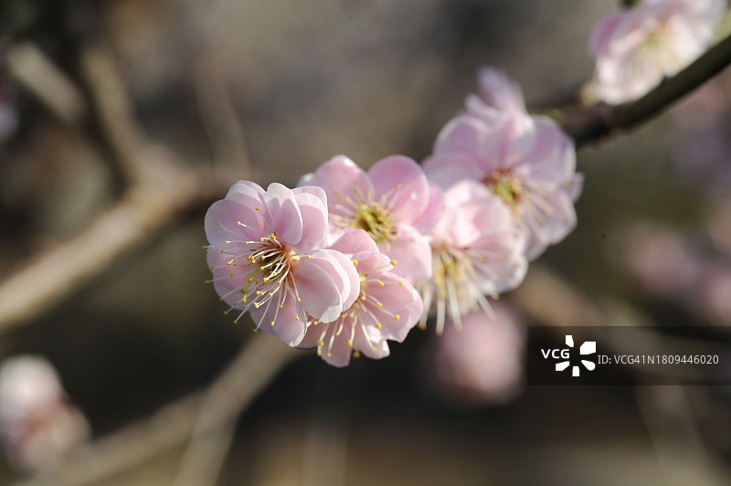 全罗南道光阳市梅花图片素材