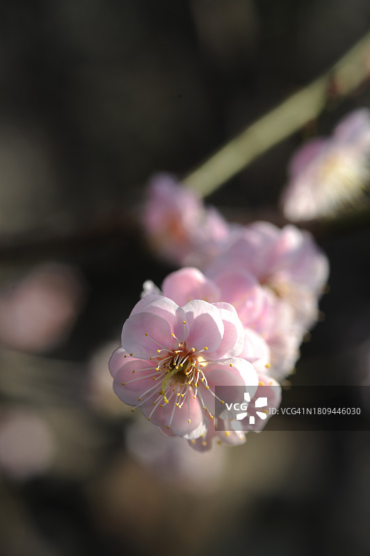 全罗南道光阳市梅花图片素材