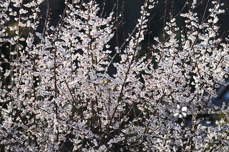 全罗南道光阳市梅花图片素材