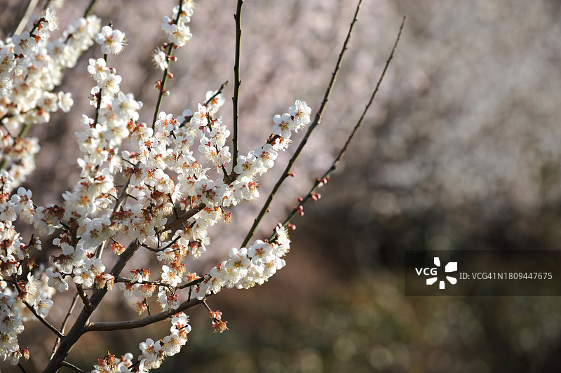 全罗南道光阳市梅花图片素材