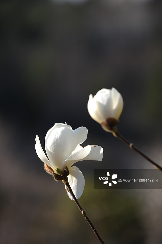 全罗南道光阳市木兰花图片素材