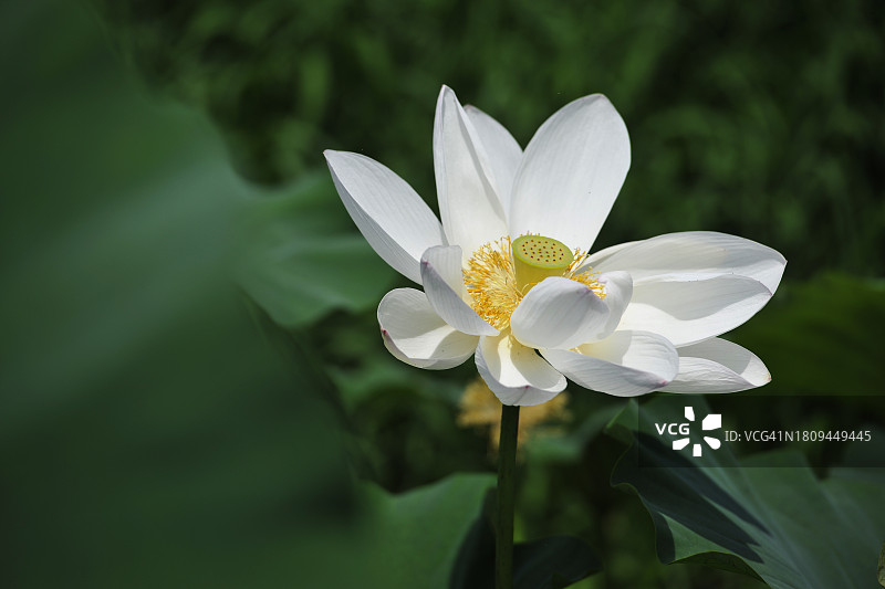 忠清南道扶余郡宫南池图片素材