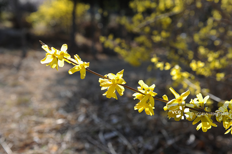 全罗南道光阳市迎春花图片素材