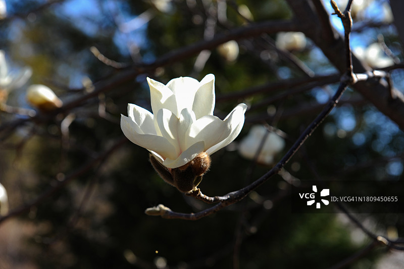 全罗南道光阳市木兰花图片素材