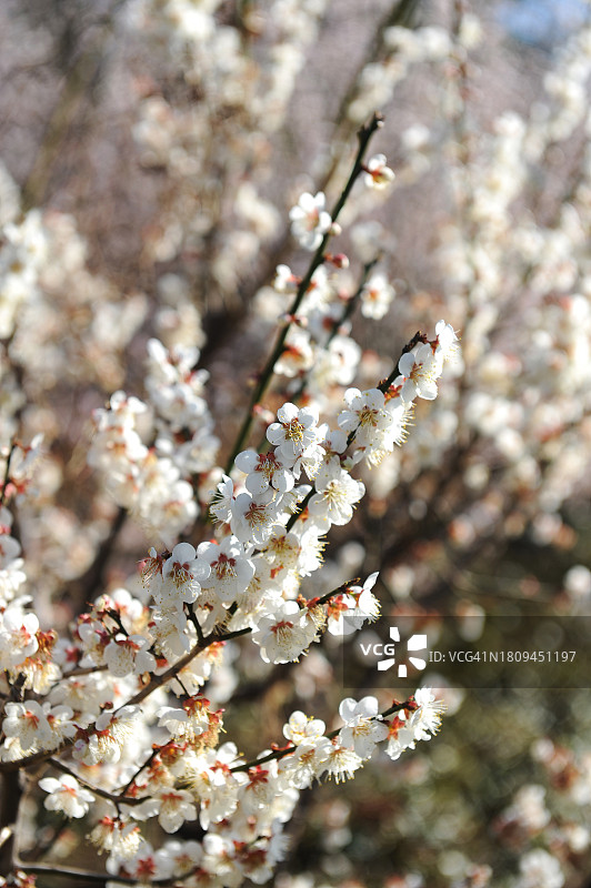 全罗南道光阳市梅花图片素材