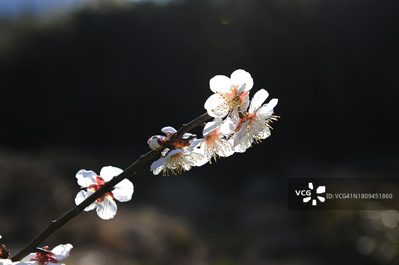 全罗南道光阳市梅花图片素材