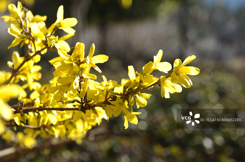 全罗南道光阳市迎春花图片素材