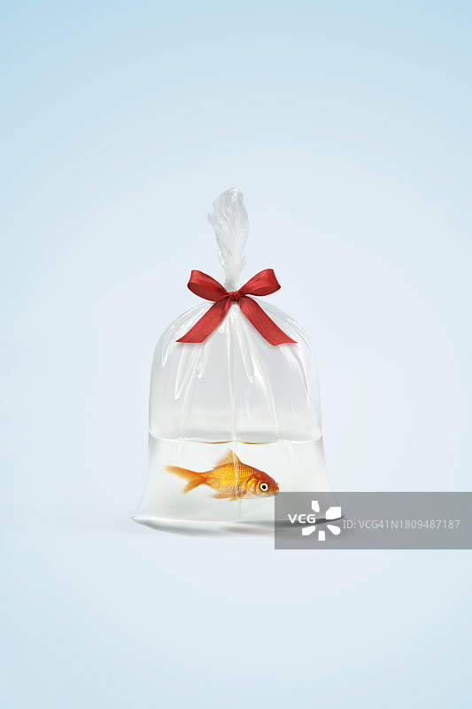 金鱼概念图片素材