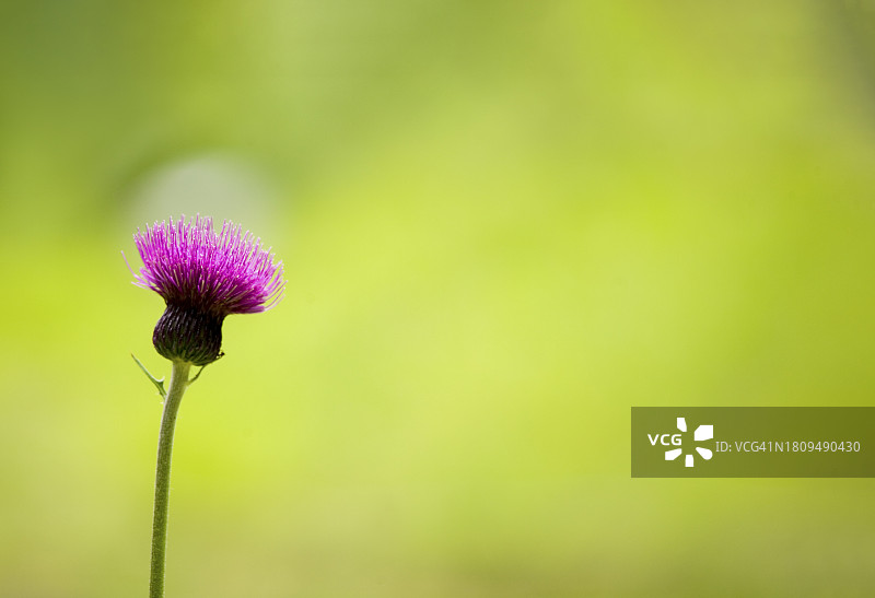 蓟花：抱川市平和植物园图片素材