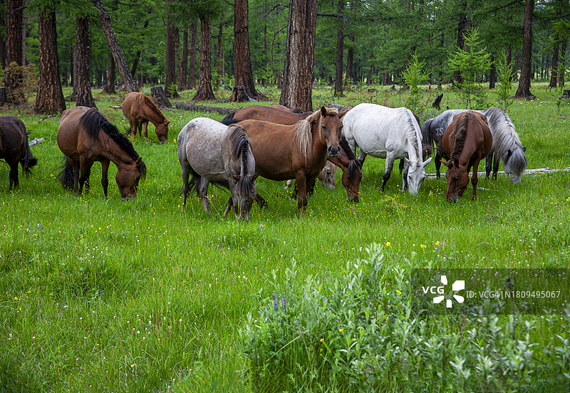 蒙古国库苏古尔的马群和草原图片素材