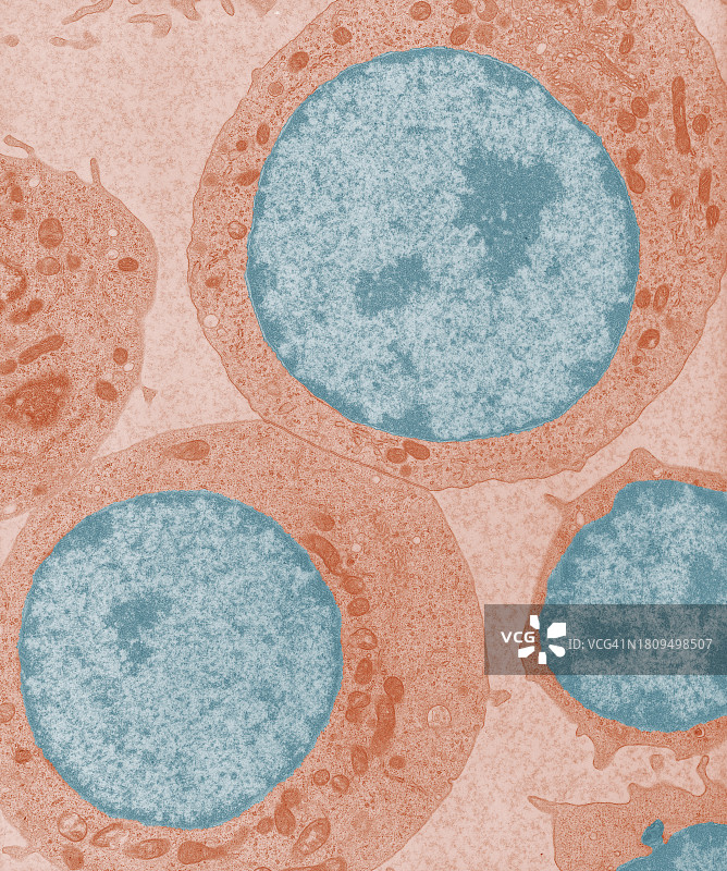 用透射电子显微镜拍摄的通讯淋巴细胞图片素材