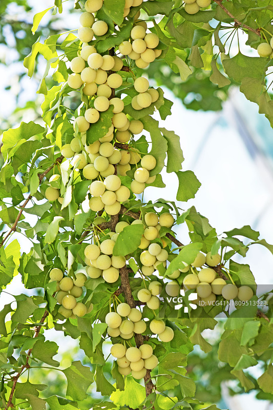 银杏果图片素材