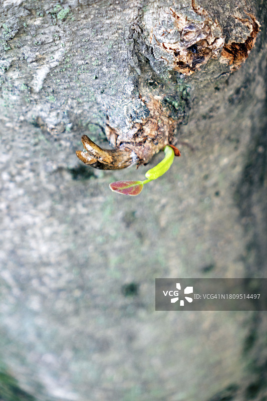 南瓜树图片素材