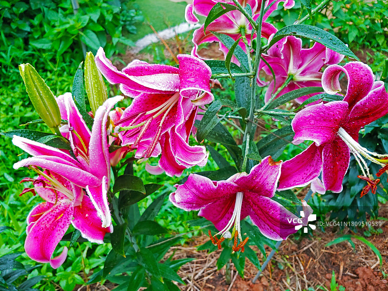 紫色百合花图片素材