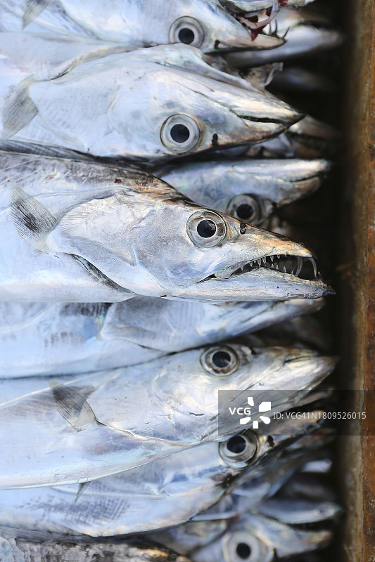 济州岛银色带鱼图片素材