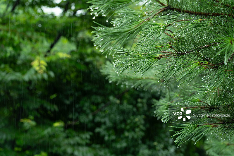 雨天松针上的雨滴图片素材