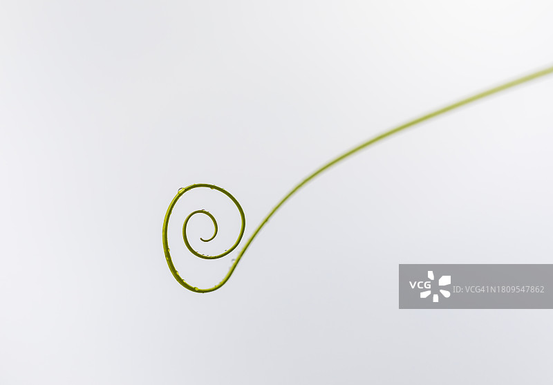 杨州市，Nari公园，丝瓜图片素材