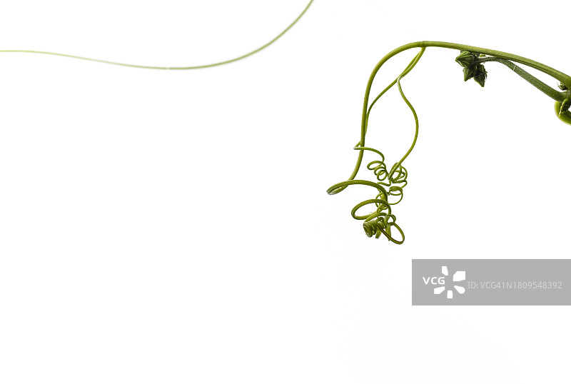 杨州市，Nari公园，丝瓜图片素材