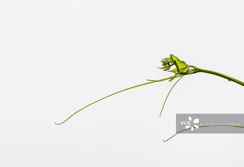 杨州市，Nari公园，丝瓜图片素材