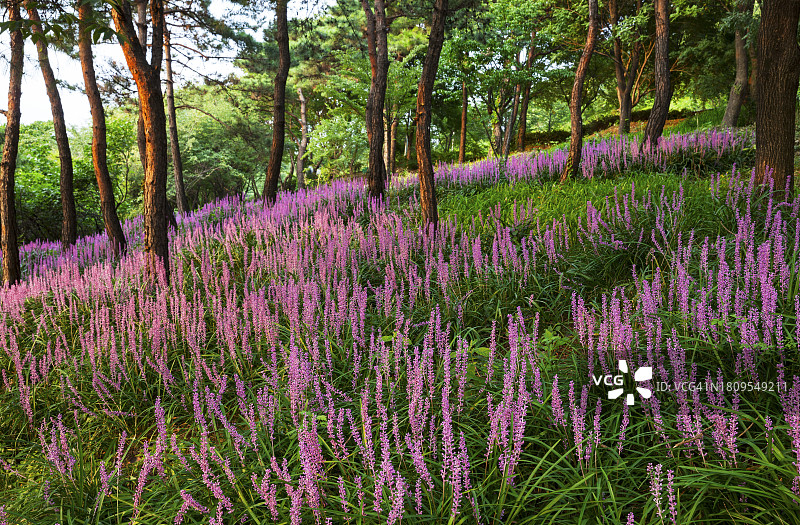 骆山公园，魅谷洞，紫色图片素材