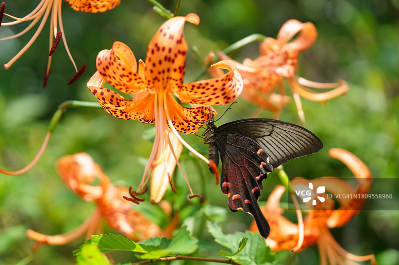 燕子蝴蝶与百合花图片素材