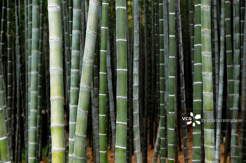 全罗南道和顺郡桃花图片素材