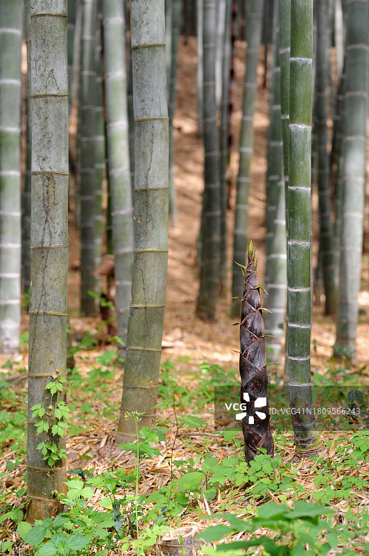 全罗南道和顺郡桃花图片素材