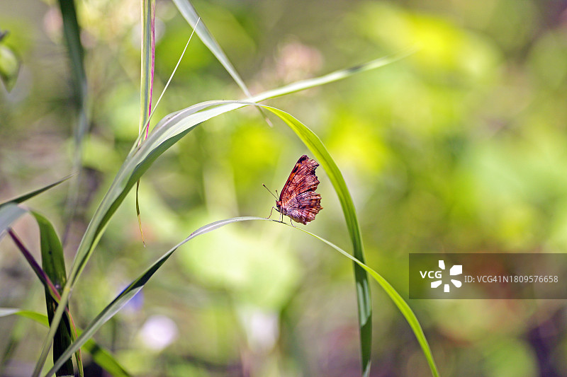 全罗北道全州市图片素材