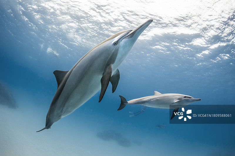 南红海的飞旋海豚群图片素材