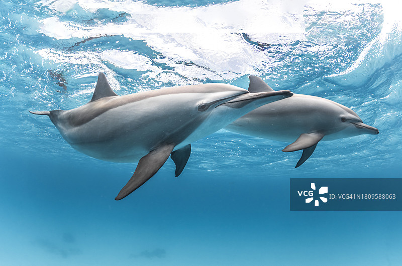 南红海的飞旋海豚群图片素材