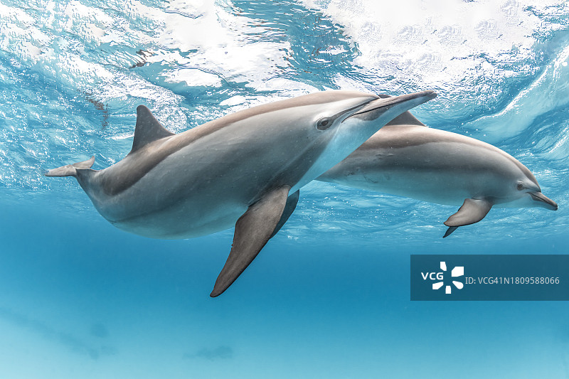 南红海的飞旋海豚群图片素材