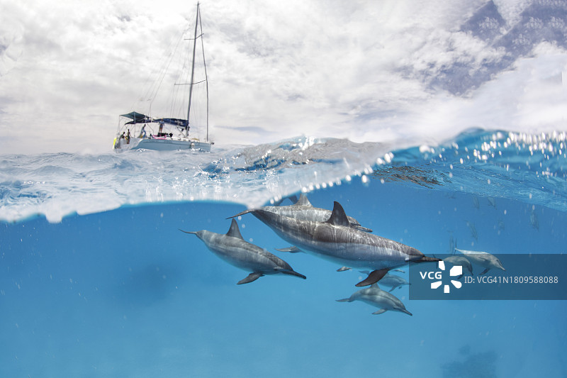 南红海的飞旋海豚群图片素材