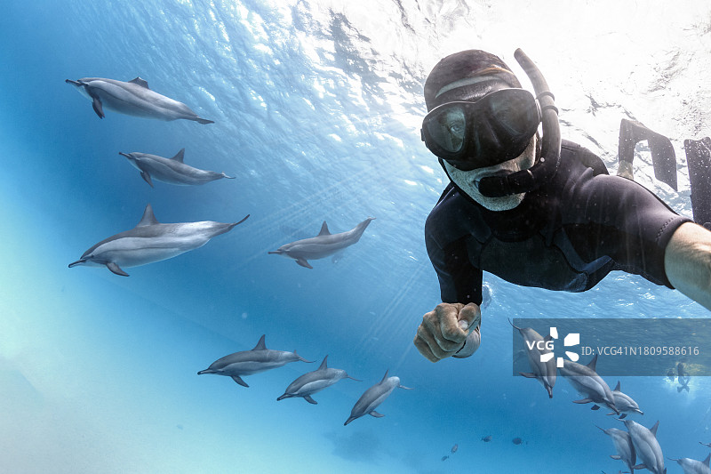 一位浮潜者在南红海与一群飞旋海豚的自拍图片素材