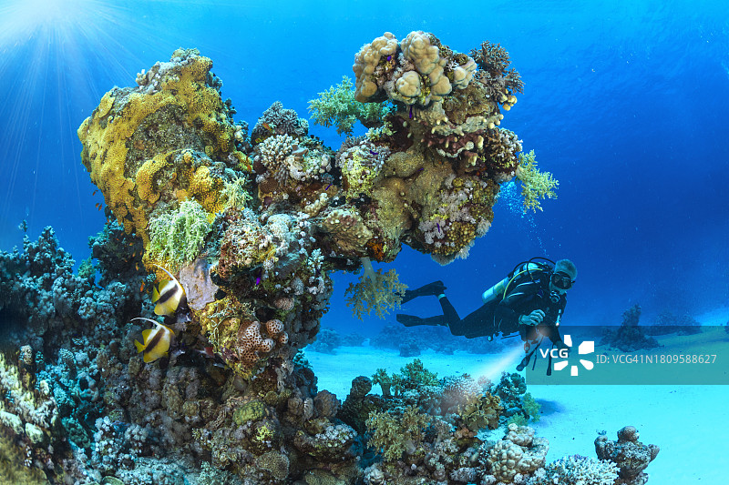 红海南部珊瑚礁后的潜水员图片素材