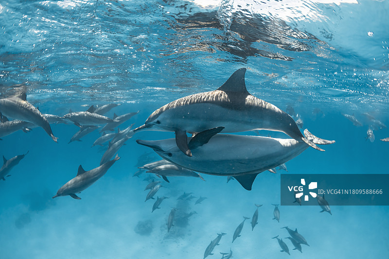 南红海的飞旋海豚群图片素材