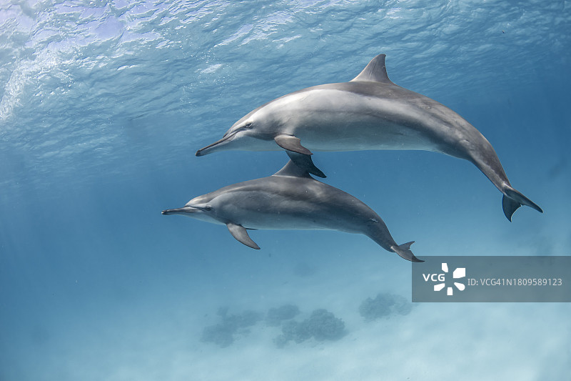 南红海的飞旋海豚群图片素材