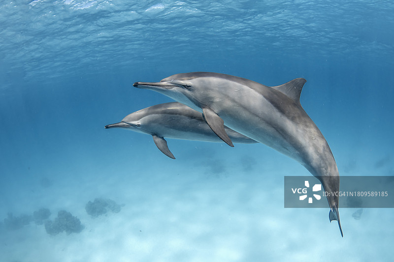 南红海的飞旋海豚群图片素材